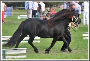 Wesper